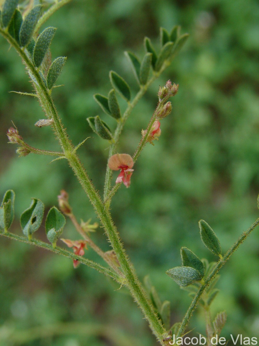 Indigofera colutea (Burm.f.) Merr.